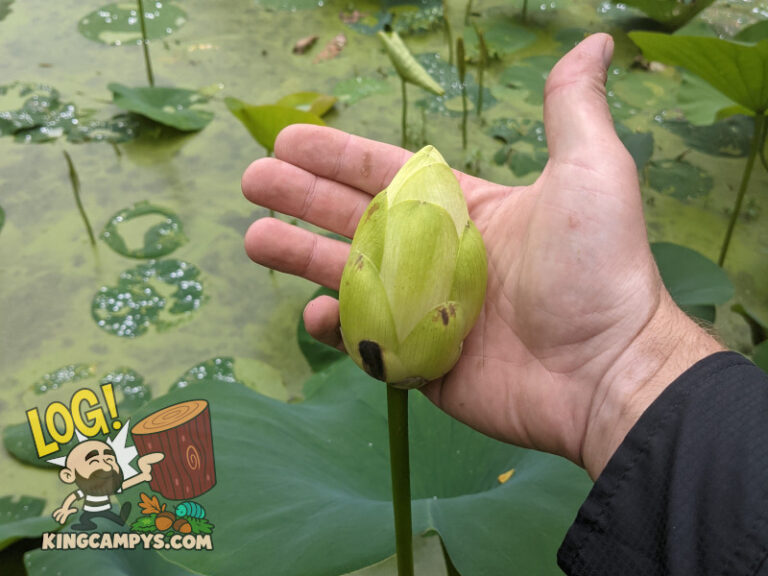 A hefty flower of the American Lotus that will be opening soon. They are impressive!