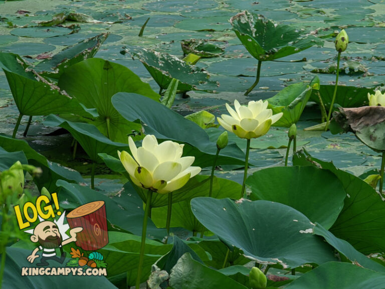 Beautiful lotus flowers that have recently opened up.