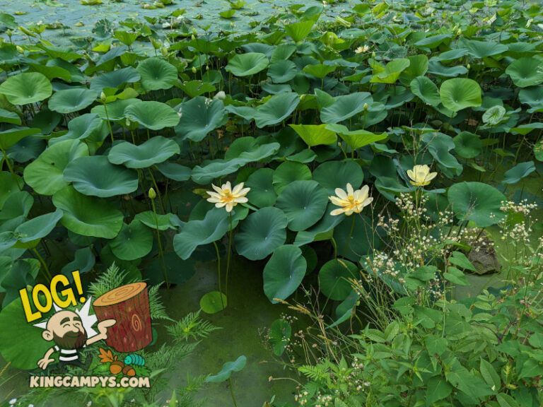 Nice healthy looking stand of American Lotus growing in our pond in Missouri.