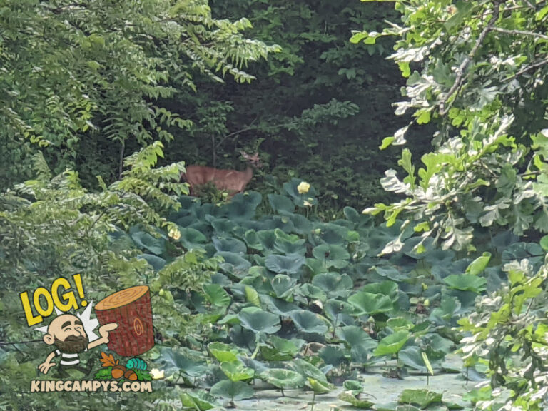 All sorts of wildlife appreciates the lotus patch! Here's a whitetail deer walking through the edge of the American Lotus growing in our pond.