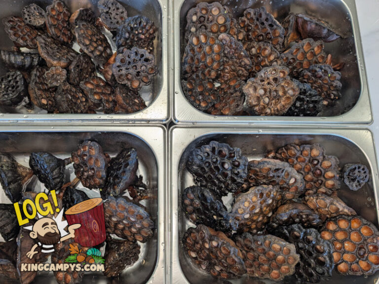 Assorted lotus pods, rinsed and getting ready to go in for heat treatment to eliminate harmful hitchhiking pests.