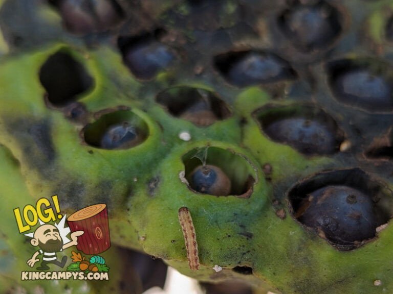 An aging lotus pod with a caterpillar on it.