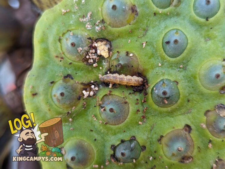 All sorts of bugs like to eat lotus, especially these caterpillars.