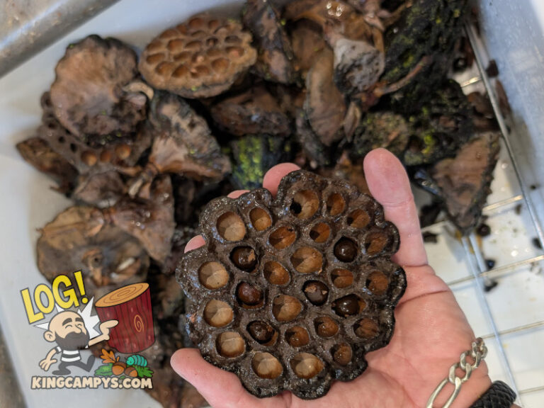 A large lotus pod that has just been lightly rinsed before going in for heat treatment.