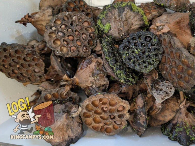 These lotus pods have been freshly collected and are getting ready to be rinsed off and heat treated.