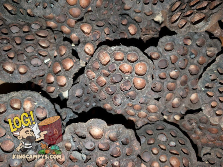 Top down view of an assortment of naturally dried American Lotus Pods.