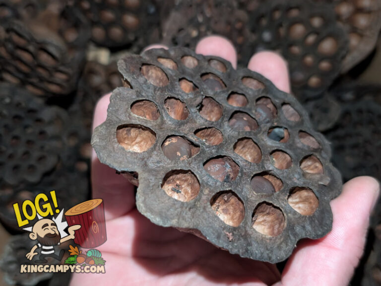 Another very large lotus pod with several seeds still in the chambers. Seeds are non-viable due to heat treatment aimed at eliminating harmful hitch hiking pests, but they still look nice!