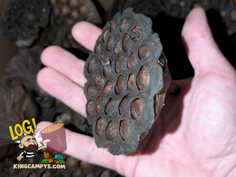 A side view of a large lotus pod with a few seeds still in the chambers. Seeds will not be viable due to the heat treatment process, but they sure add character!