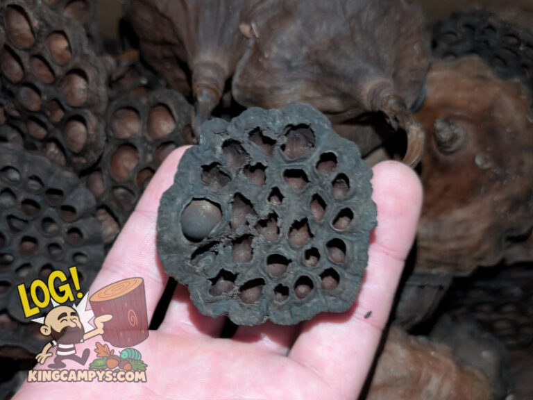 This dried lotus pod still has a seed in one of the chambers. Seeds will not be viable because all lotus pods undergo heat treatment to neutralize potentially harmful hitchhiking pests.
