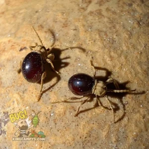 Shiny Spider Beetle | Mezium affine