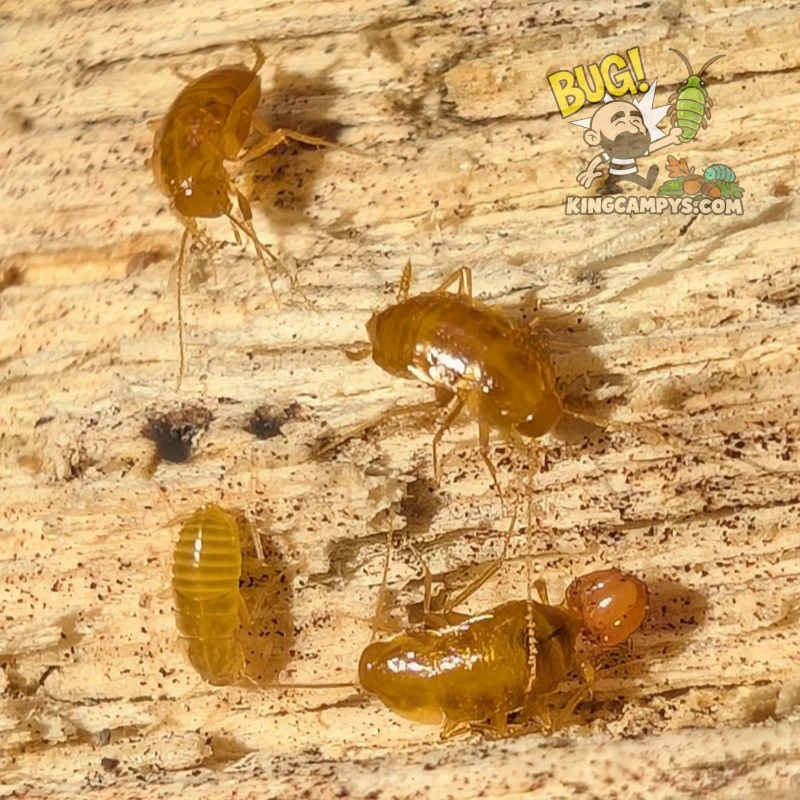 Wandering Night Dweller Roach | Nocticola vagus "Malaysia"
