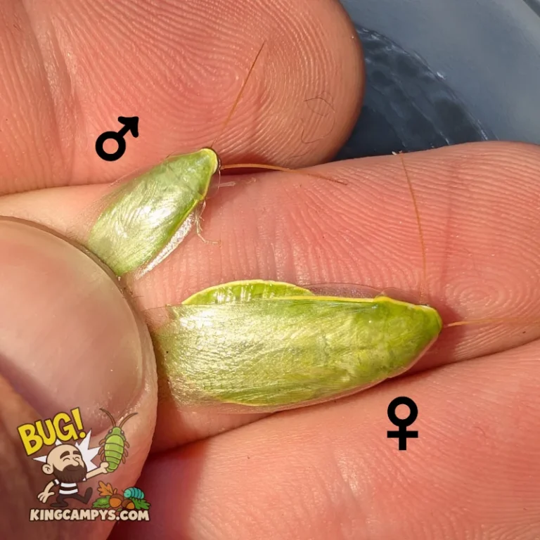 Green Banana Roach | Panchlora nivea "Tuscaloosa, AL"