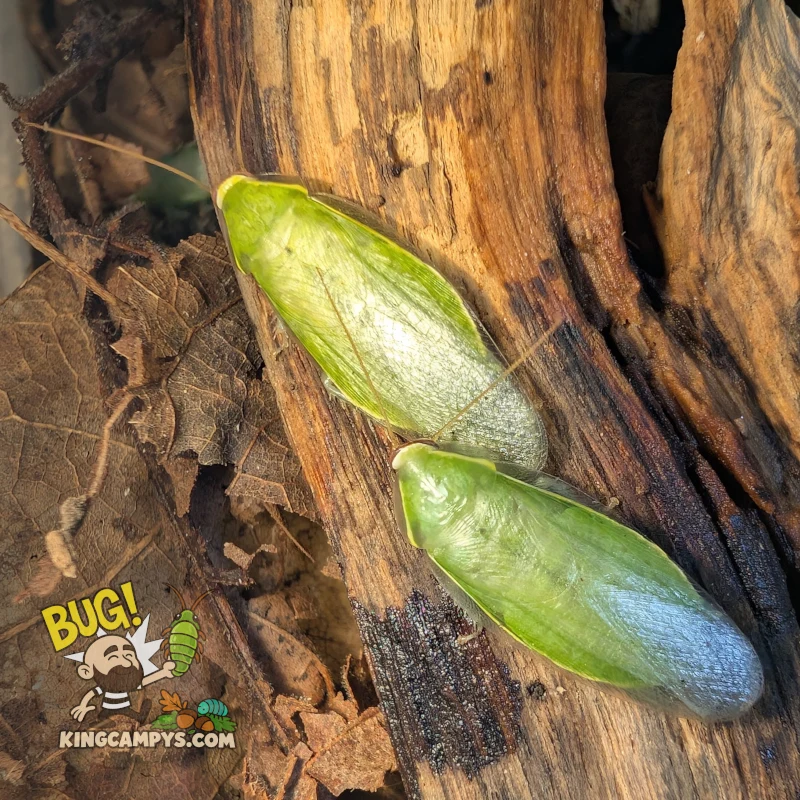 Green Banana Roach | Panchlora nivea "Tuscaloosa, AL"