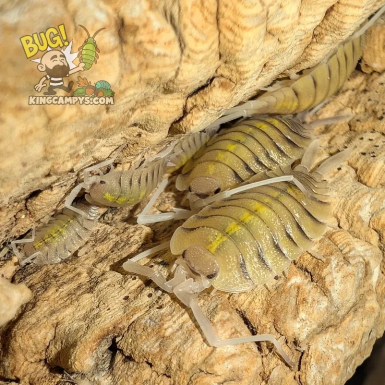 Bolivar's Isopod aka Skeleton Isopod | Porcellio bolivari
