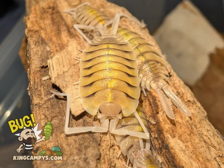A large adult male Porcellio bolivari isopod (on top of another male and some juveniles) posing for the camera. This is one of my most photogenic species, not even running away from the flash of the camera.