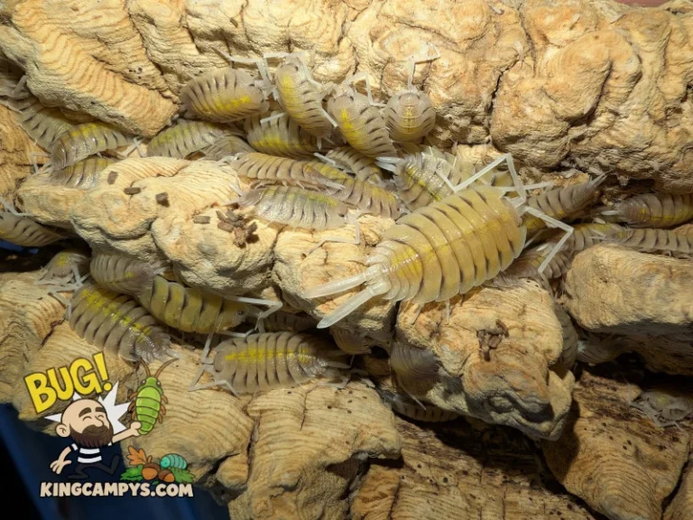 A very satisfying group of adult and juvenile Porcellio bolivari isopods showcasing how they relish bark with deep grooves for shelter.