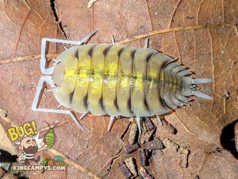 Porcellio bolivari isopod on a dry leaf.