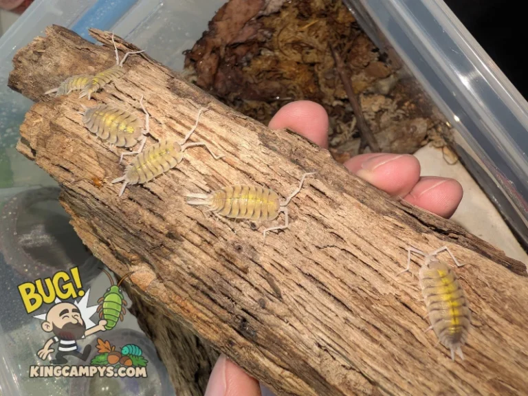 Porcellio bolivari isopods on a piece of wood. They like it dry.