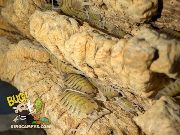 Porcellio bolivari isopods wedged into the grooves of some hardwood bark.
