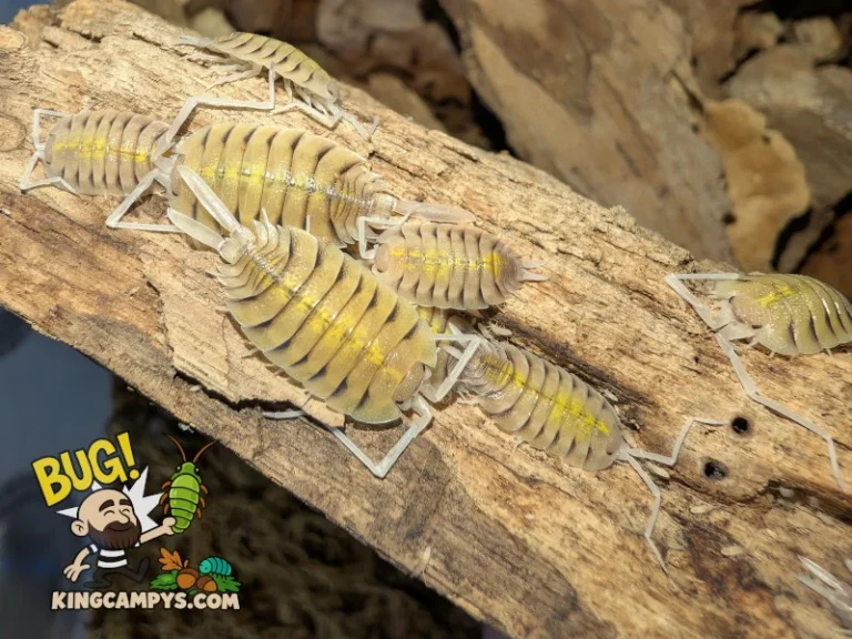 Porcellio bolivari isopods of varying ages on a piece of dry rot wood.
