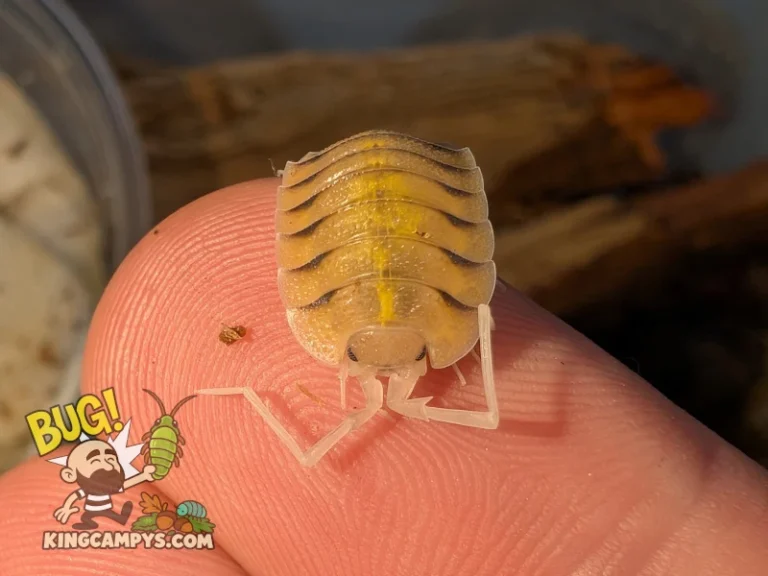 Large sub-adult Porcellio bolivari isopod on my finger for scale. This is not even full size!