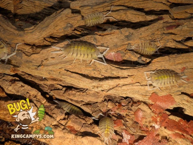 Porcellio bolivari isopods on some bark eating fish flakes.