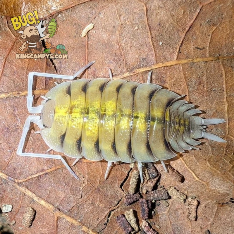 Bolivar's Isopod aka Skeleton Isopod | Porcellio bolivari