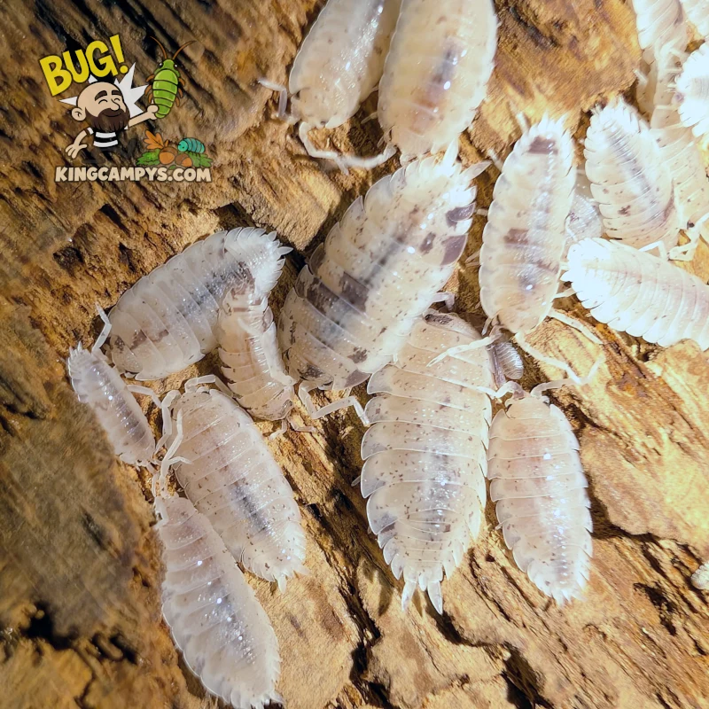 Rough Woodlouse (Dalmatian Morph) | Porcellio scaber "Dalmatian"