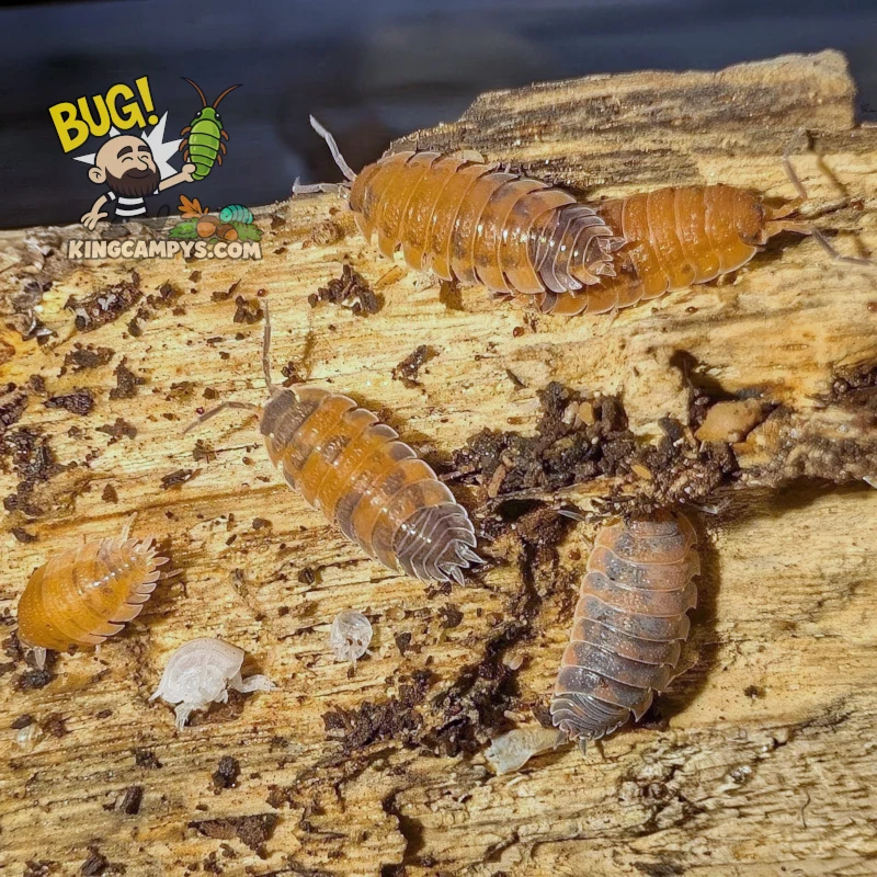 Rough Woodlouse (Lava Morph) | Porcellio scaber "Lava"