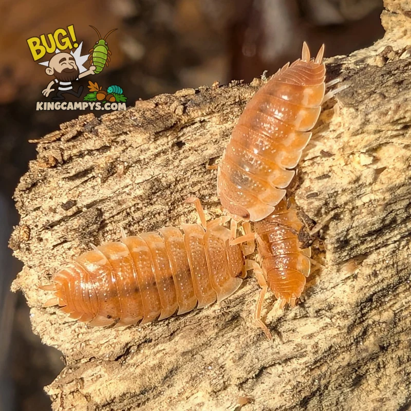 Rough Woodlouse (Orange Morph) | Porcellio scaber "Orange"