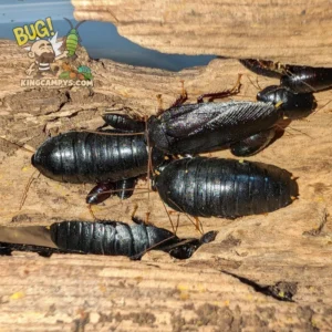 Golden Footed Cockroach aka Obsidian Cockroach | Pseudoglomeris tarsalis "Thailand"