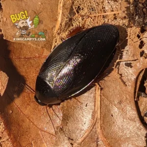 Shadow Roach | Pycnoscelus niger (previously: Pycnoscelus nigra)