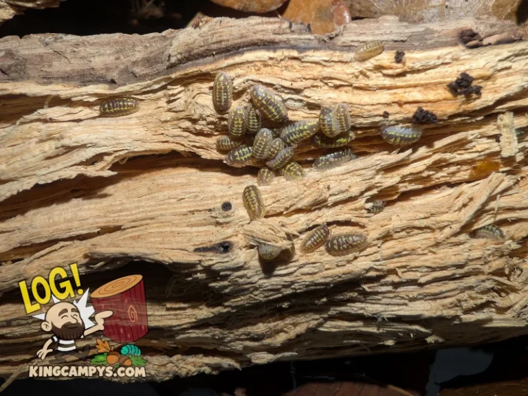 Premium mixed rot wood — gallery photo 14