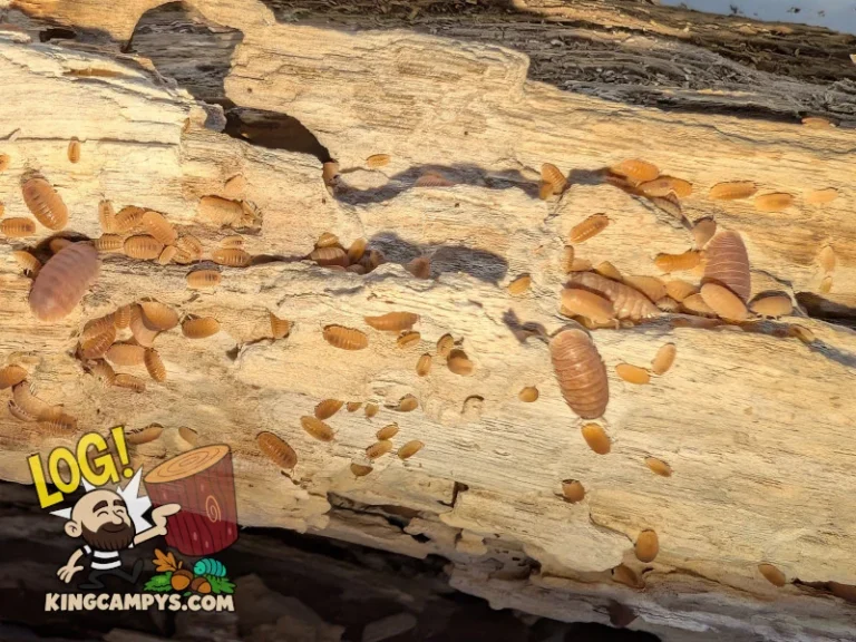 Premium mixed rot wood — gallery photo 31
