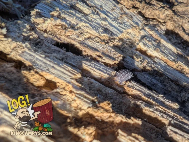 Premium mixed rot wood — gallery photo 5