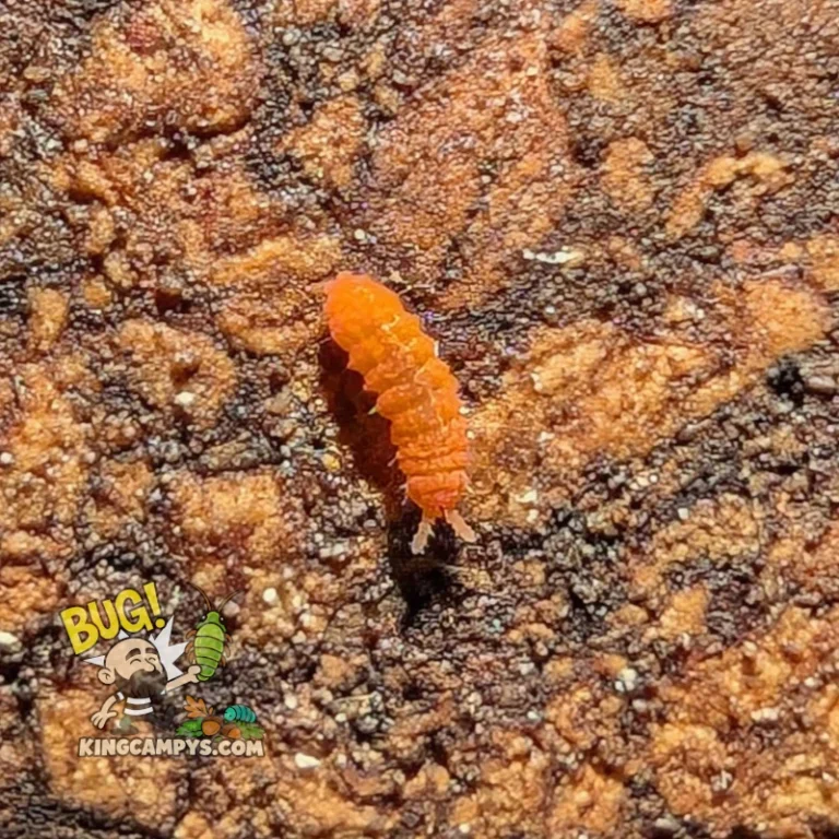 Orange Springtails | Yuukianura aphoruroides