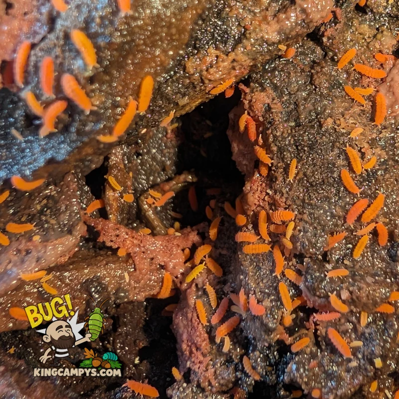 Orange Springtails | Yuukianura aphoruroides